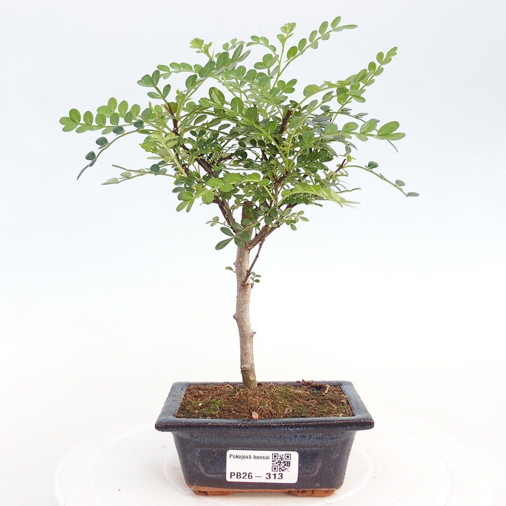 Room bonsai - Zantoxylum piperitum - pepper tree