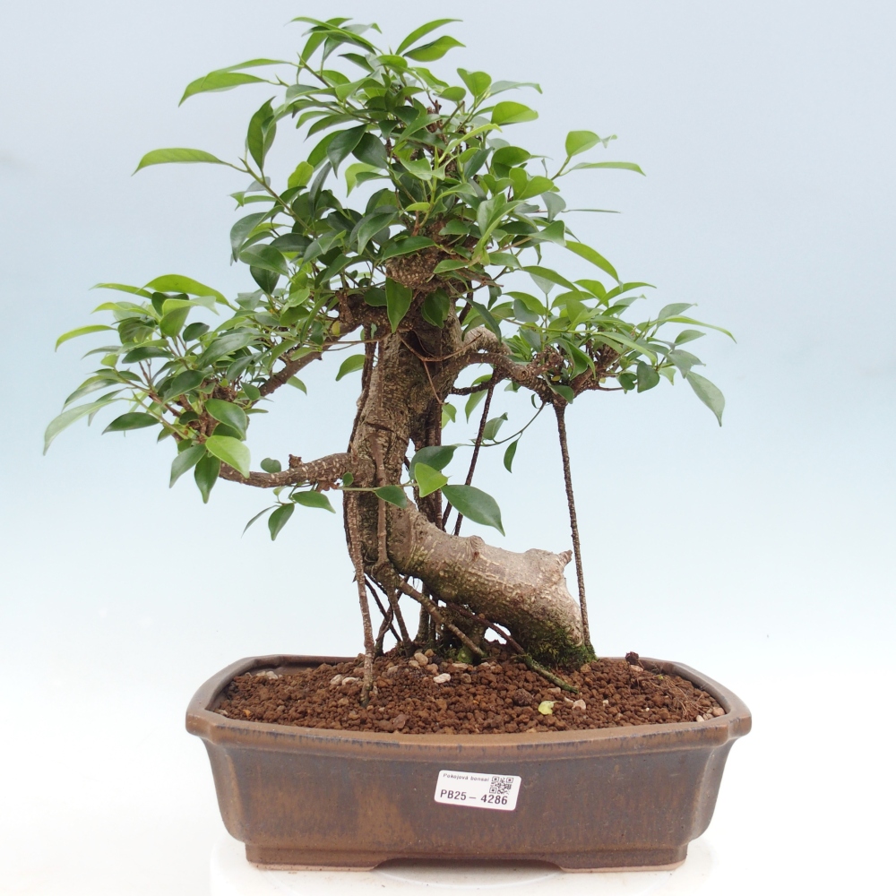 Room bonsai - Ficus retusa - small-leaved ficus