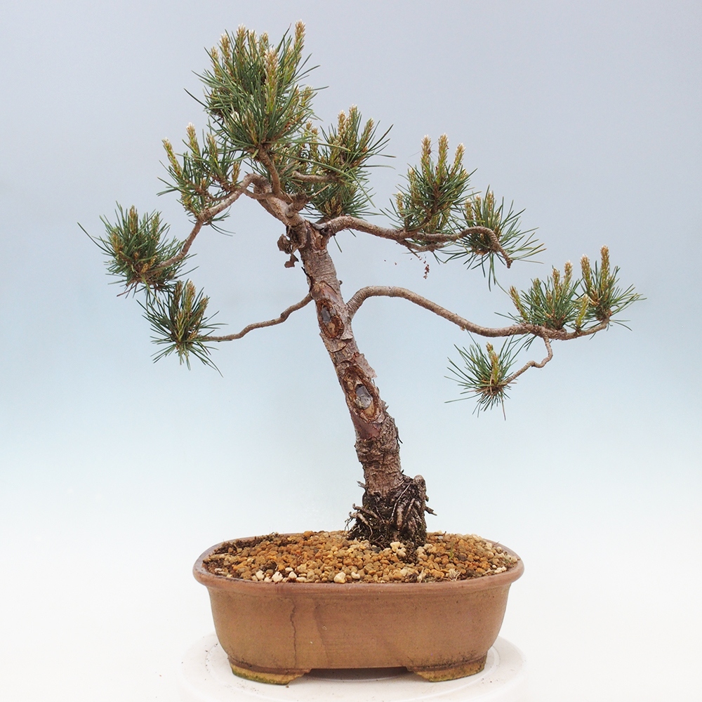 Outdoor bonsai - Pinus Sylvestris - Scots pine