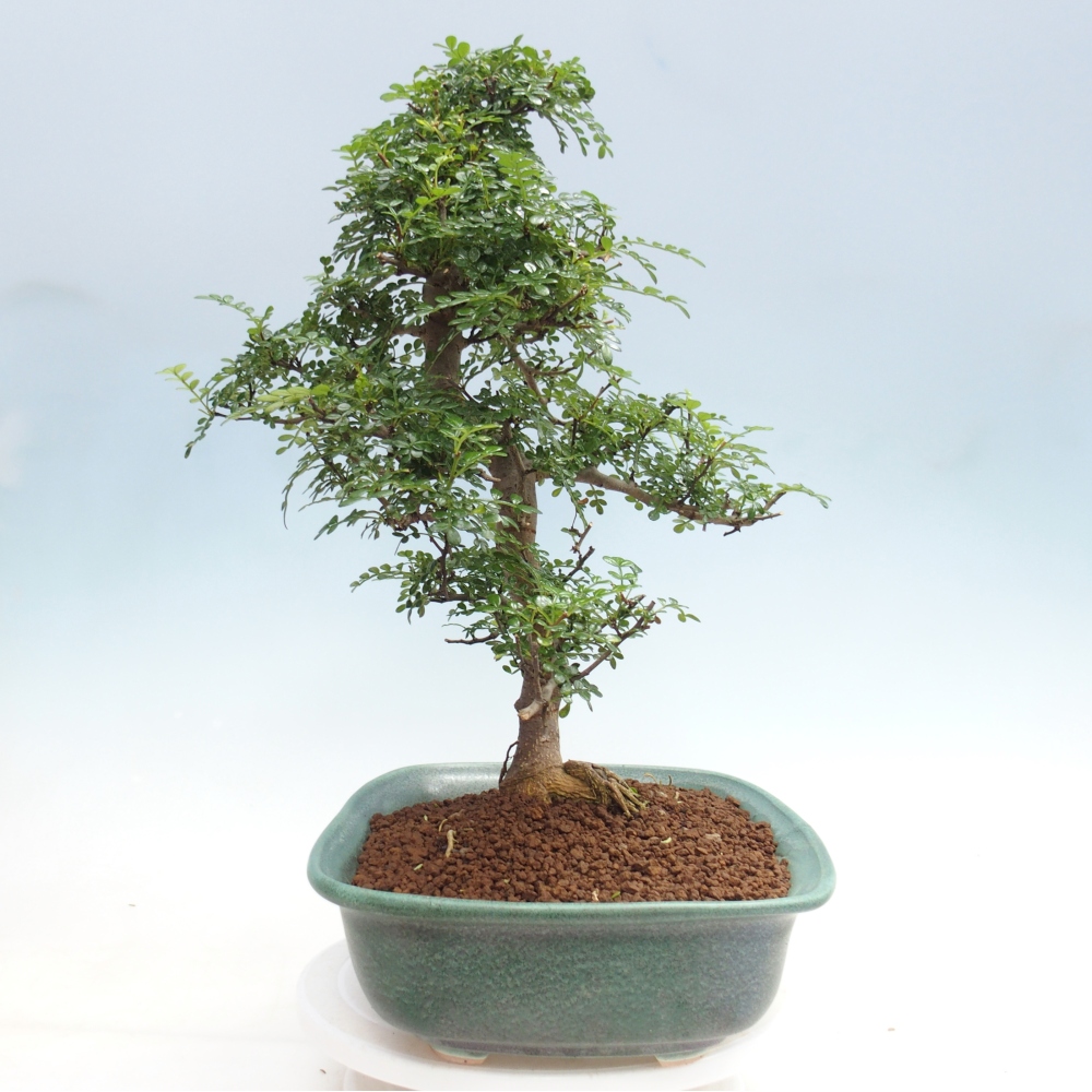 Room bonsai - Zantoxylum piperitum - pepper tree
