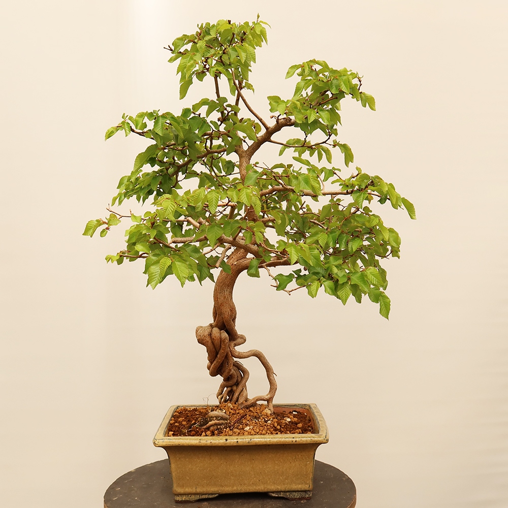 Outdoor bonsai - Carpinus Coreana - Korean hornbeam