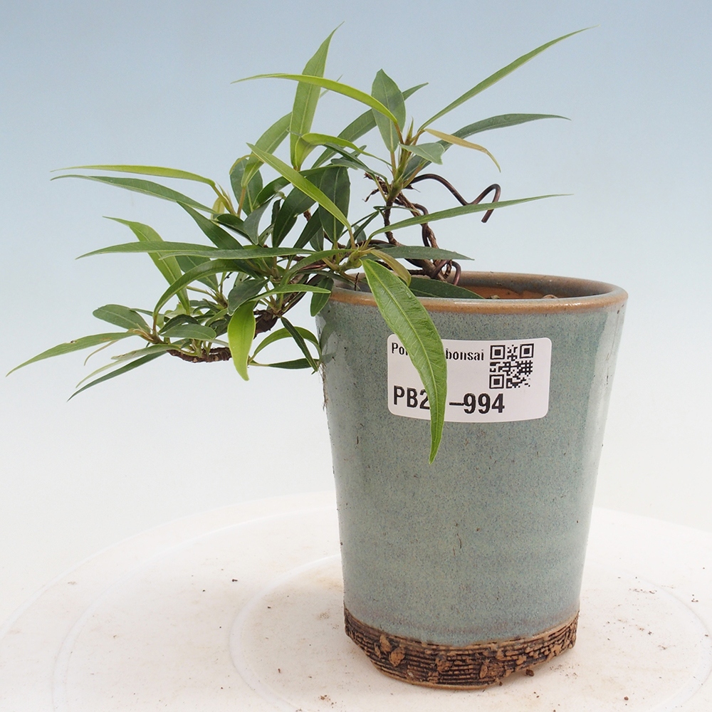 Indoor bonsai - Ficus nerifolia - small-leaved ficus