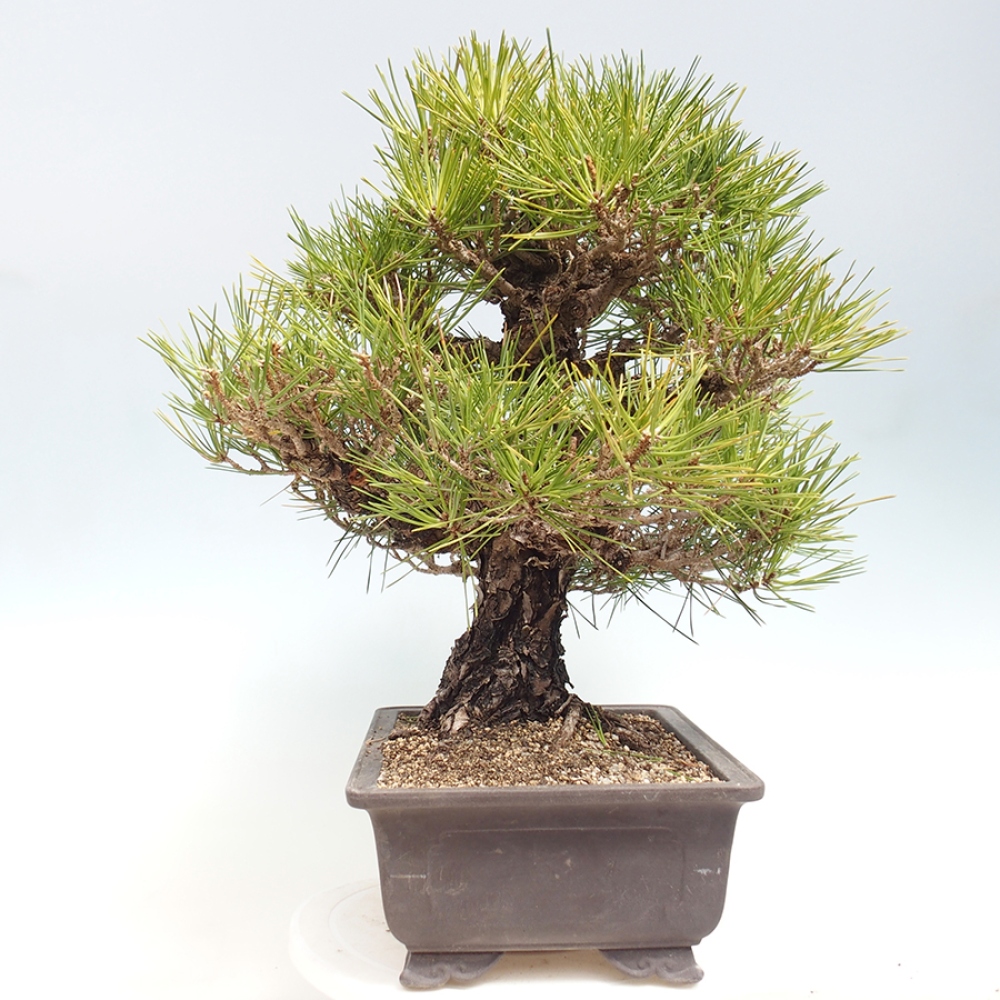 Outdoor bonsai - Pinus thunbergii - Thunberg pine