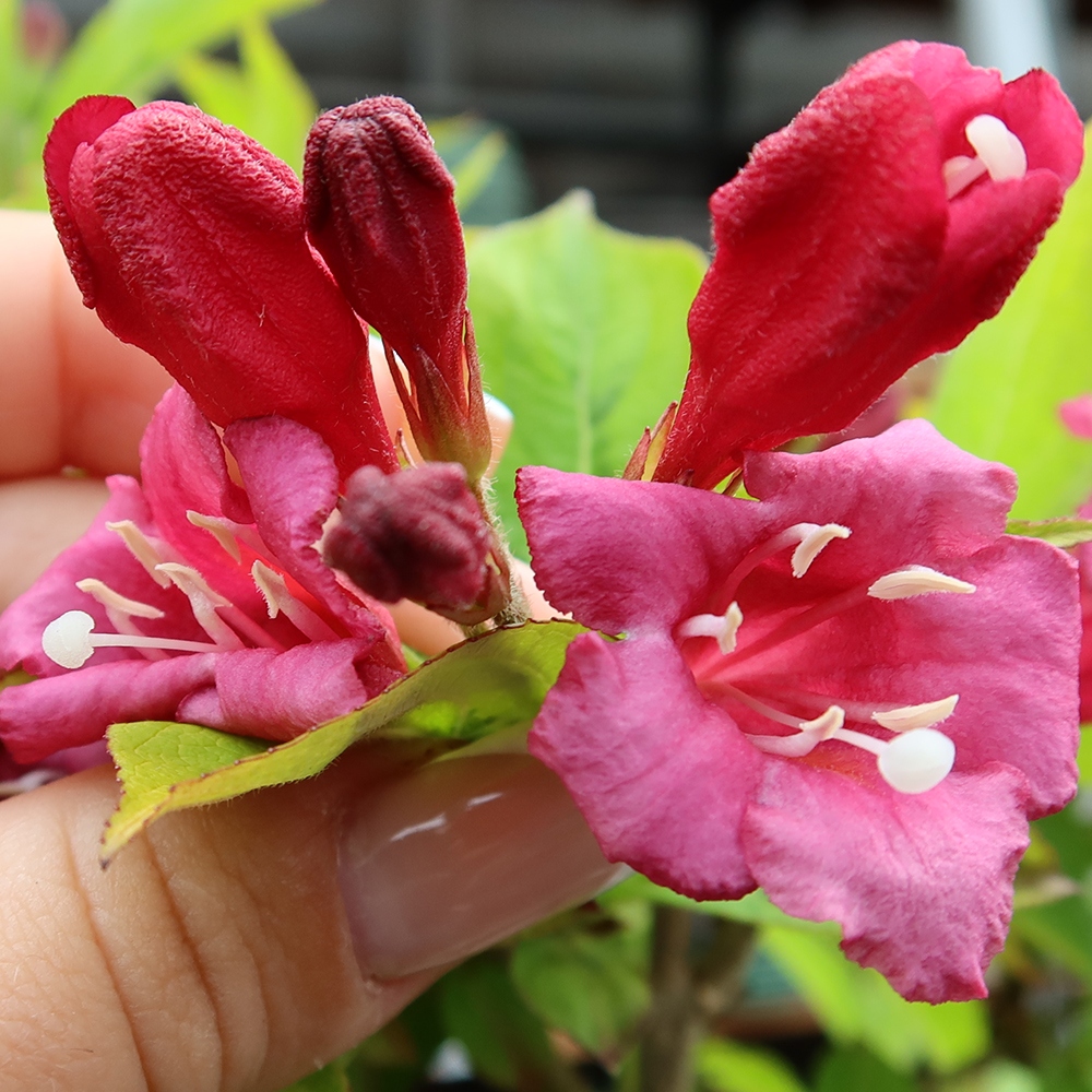Outdoor Bonsai - Weigela subsessilis - Korean Weigela