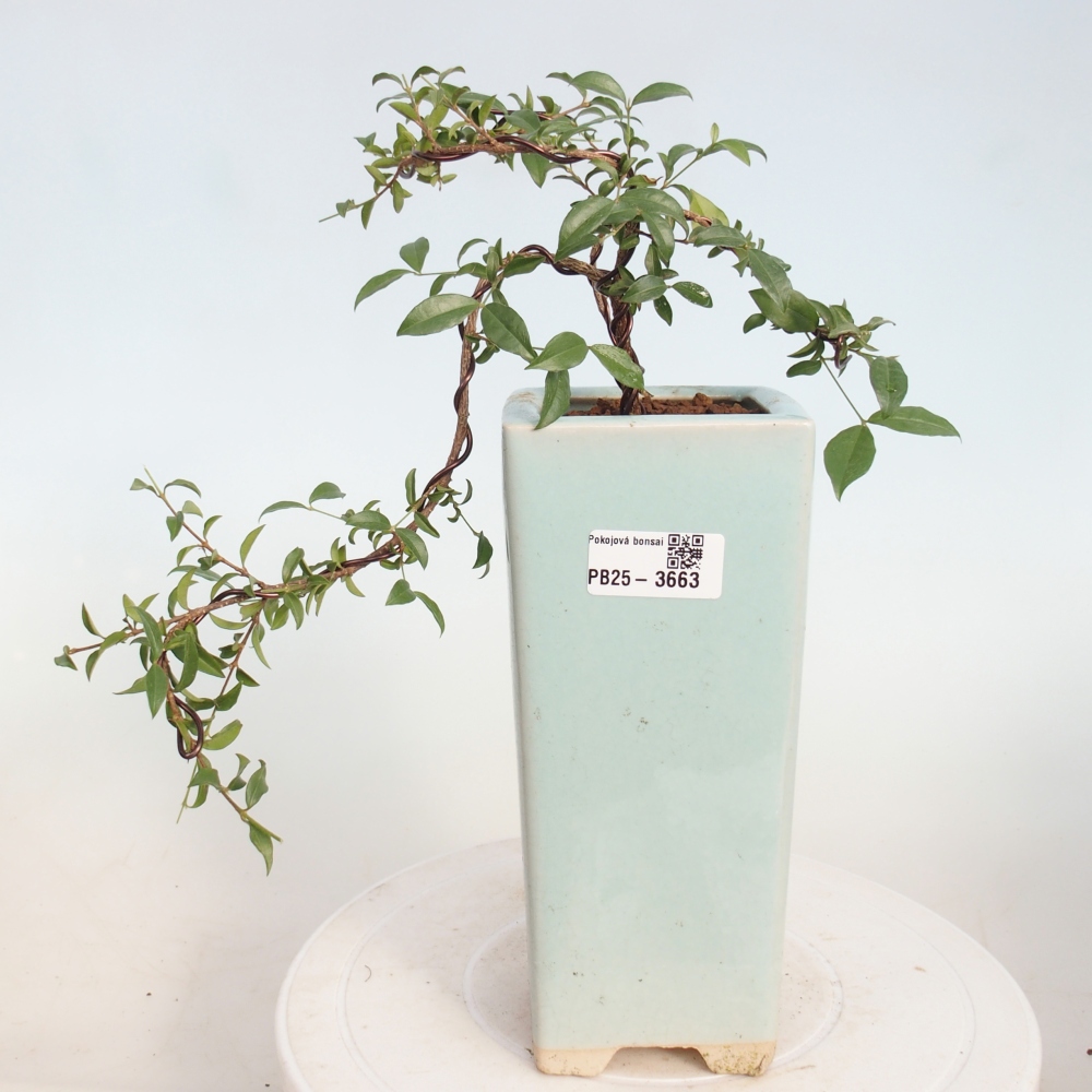 Room bonsai - Malpighia coccigera- Barbdor Cherry