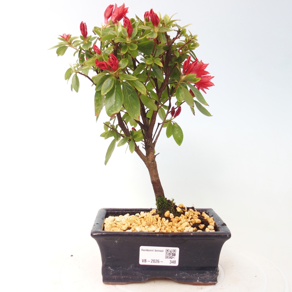 Outdoor bonsai - Japanese azalea - Azalea sp.