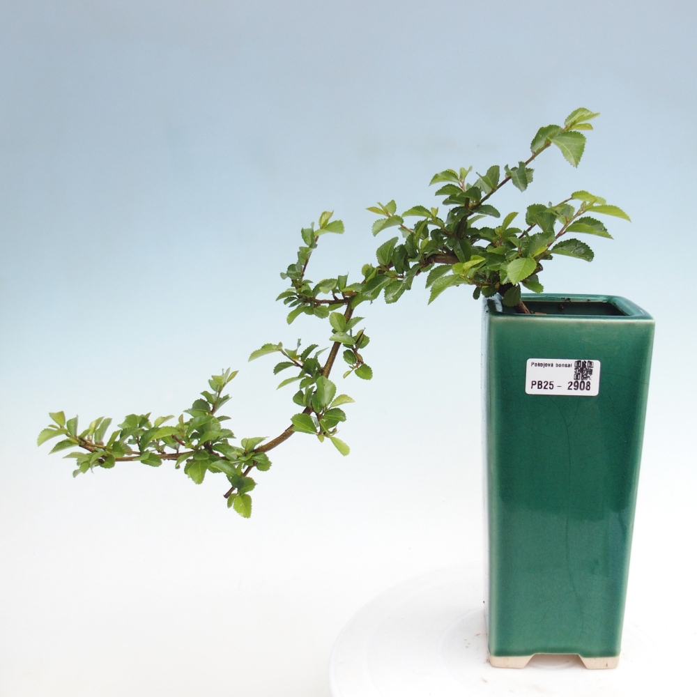 Indoor bonsai - Grewia occidentalis - Lavender star