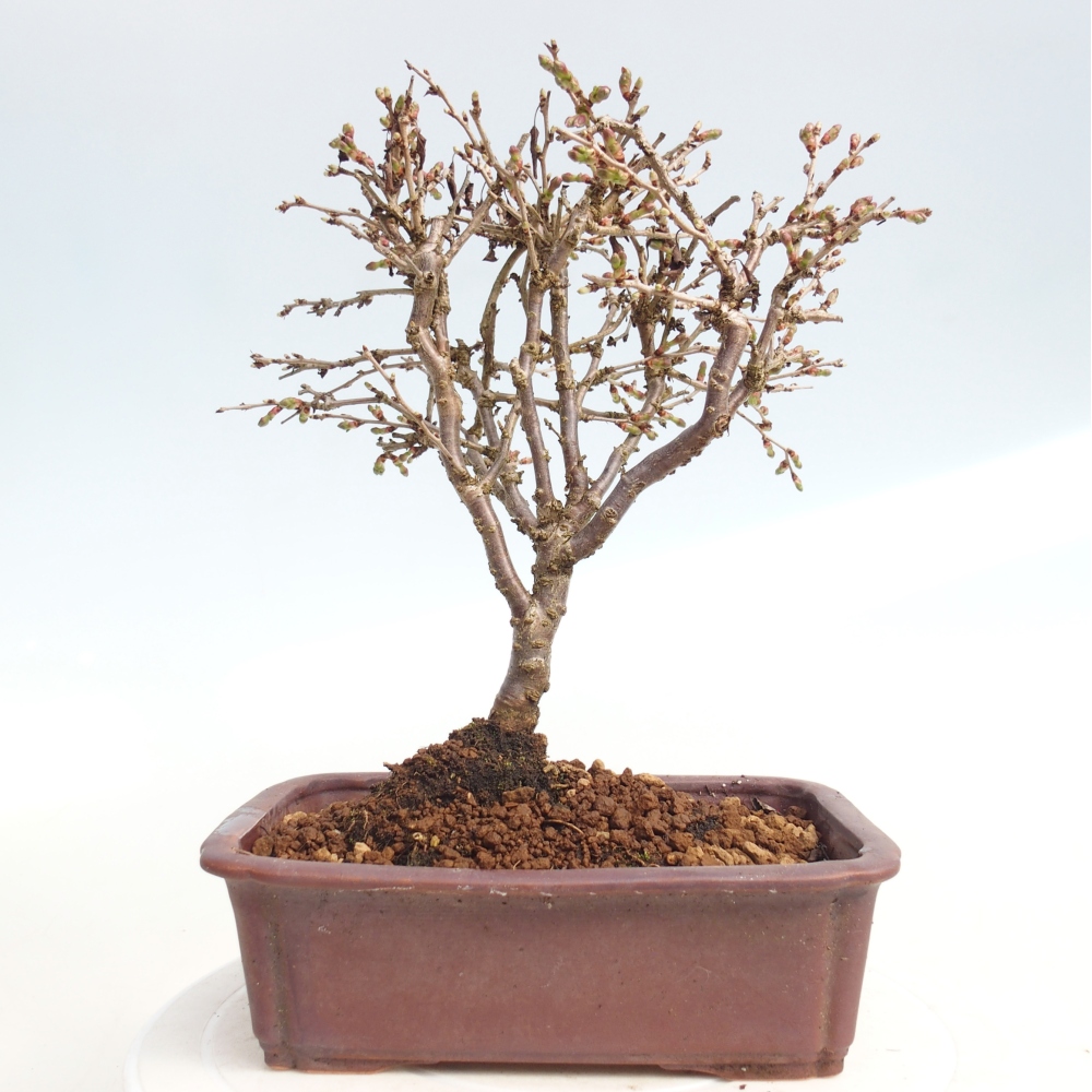 Outdoor bonsai - Prunus incisa Kojou-no mai-Plivon cut out
