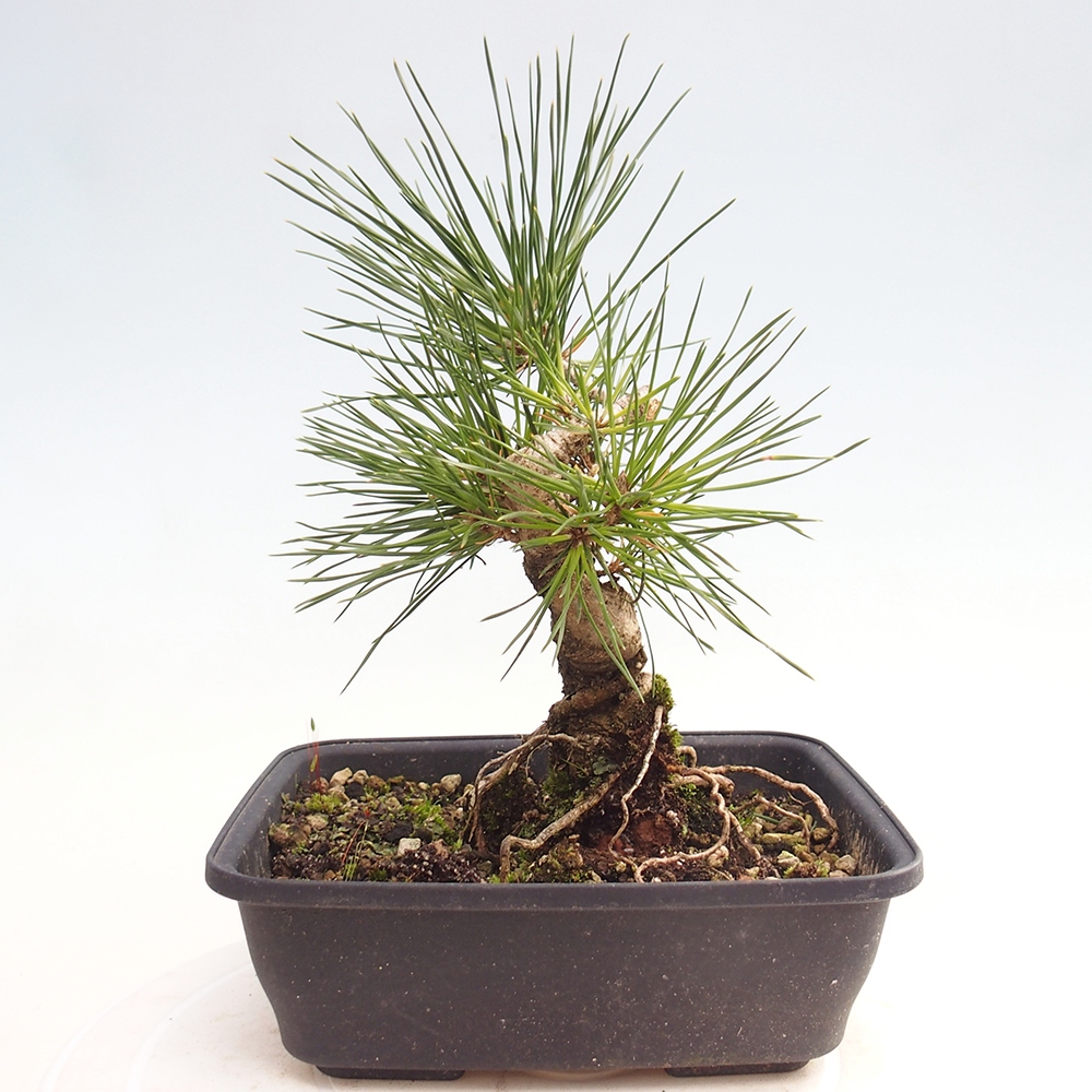Outdoor bonsai - Pinus thunbergii - Thunberg pine