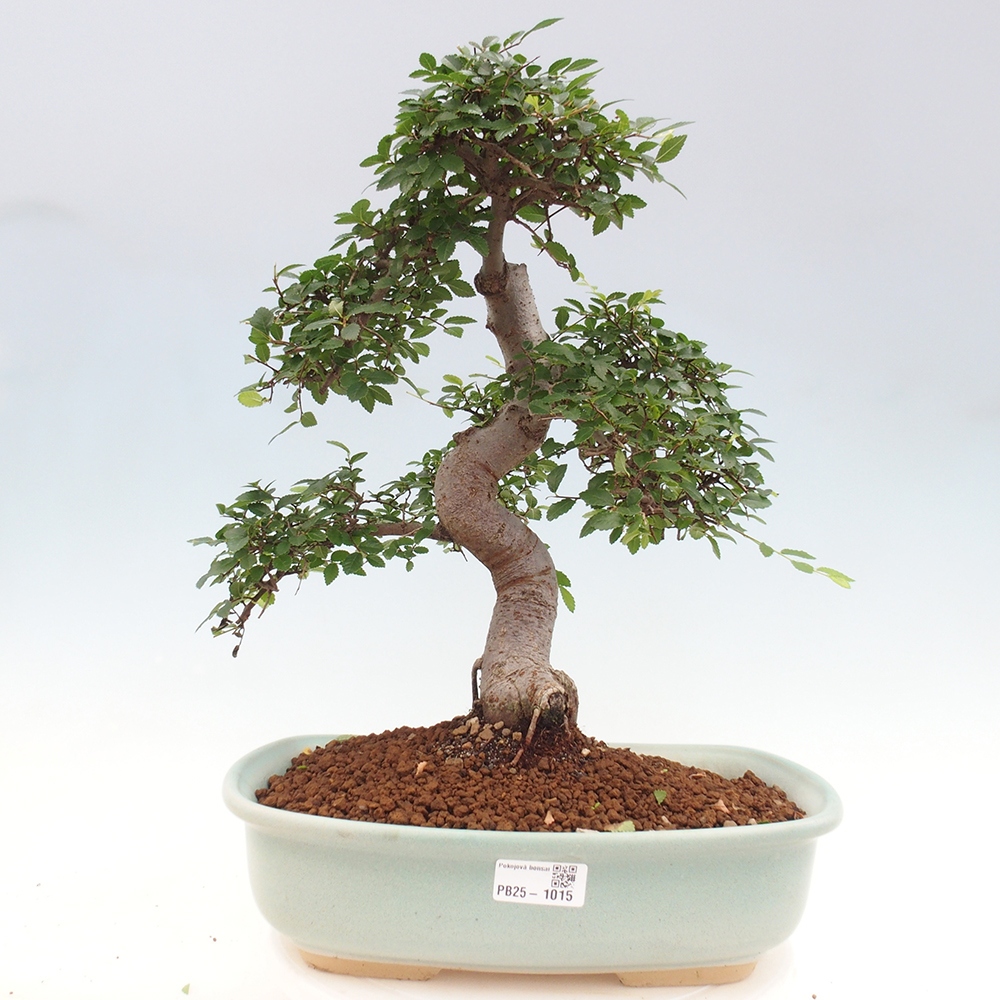 Indoor bonsai - Ulmus parvifolia - Small-leaved elm
