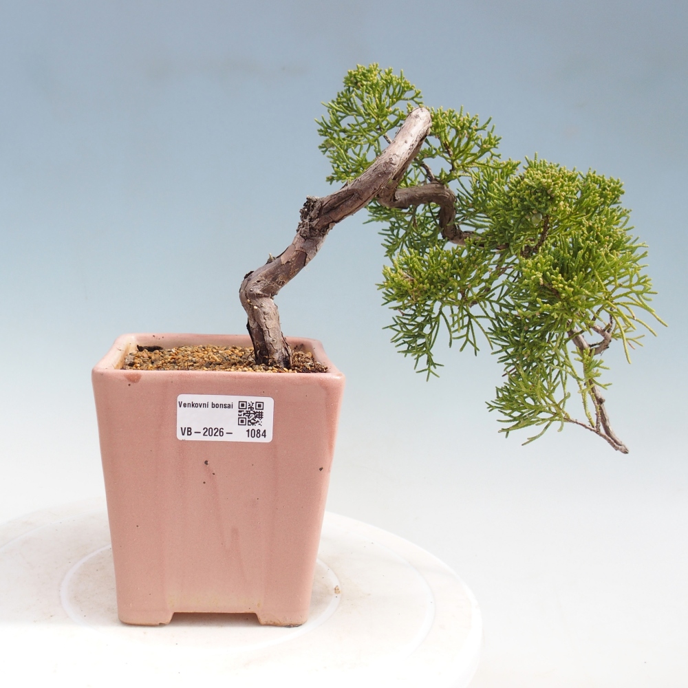 Outdoor bonsai - Juniperus chinensis Kishu