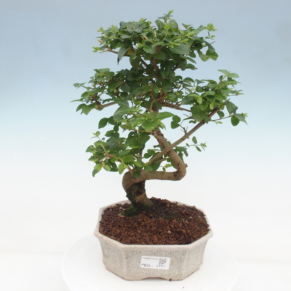 Indoor bonsai -Ligustrum chinensis - Bird's beak
