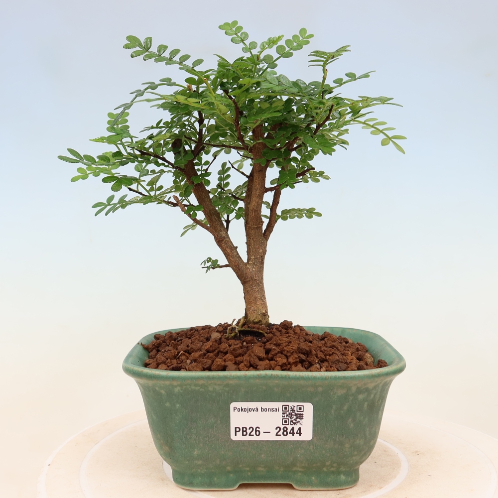 Room bonsai - Zantoxylum piperitum - pepper tree
