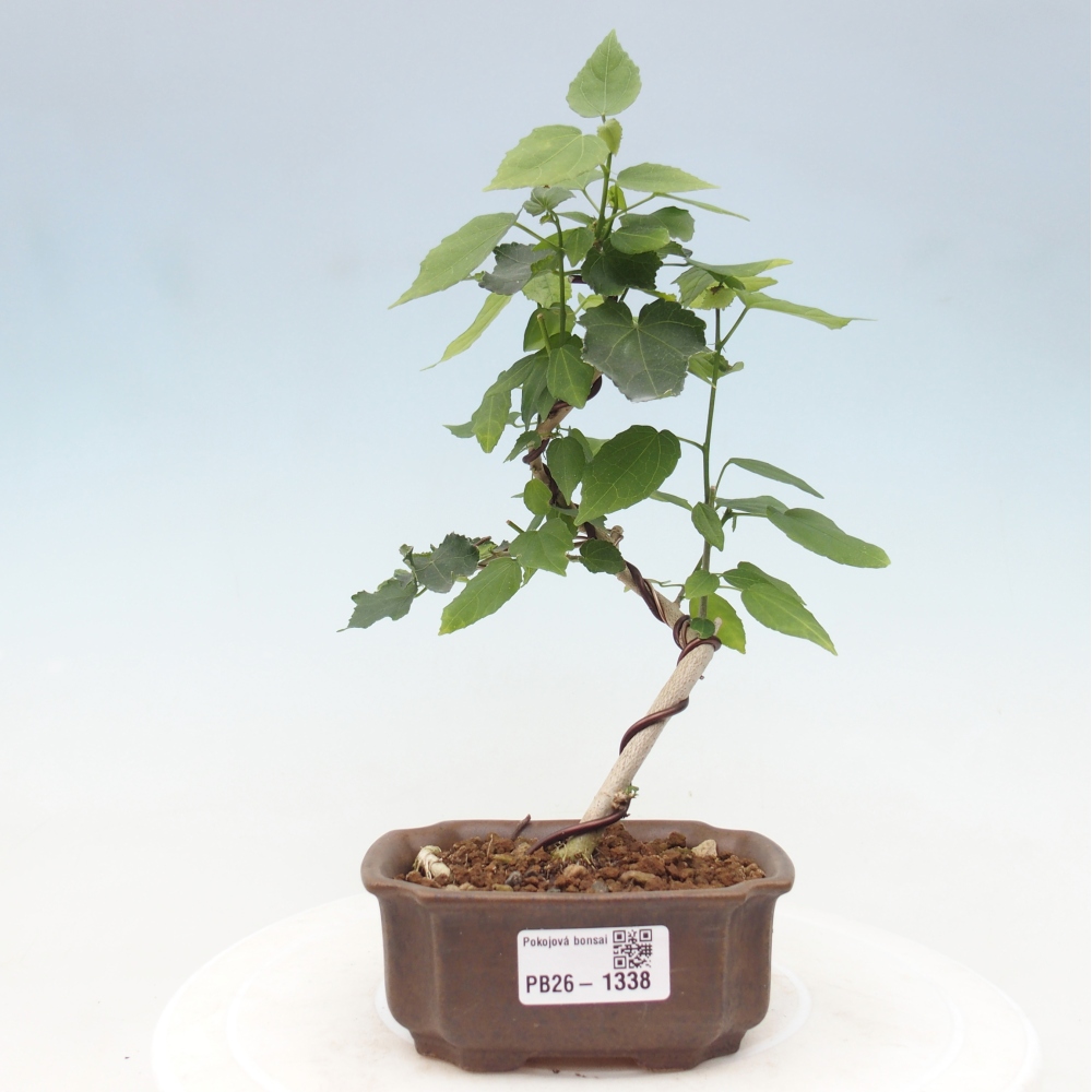 Indoor bonsai - Malvaviscus arboreus