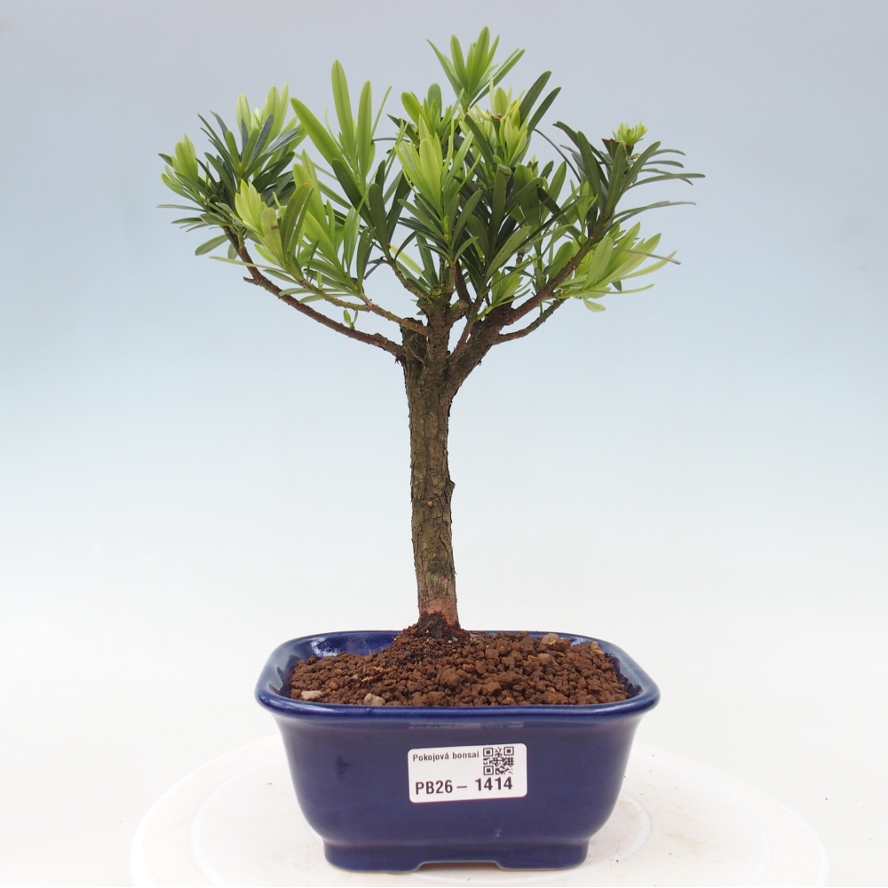 Room bonsai - Podocarpus - Stone Yew