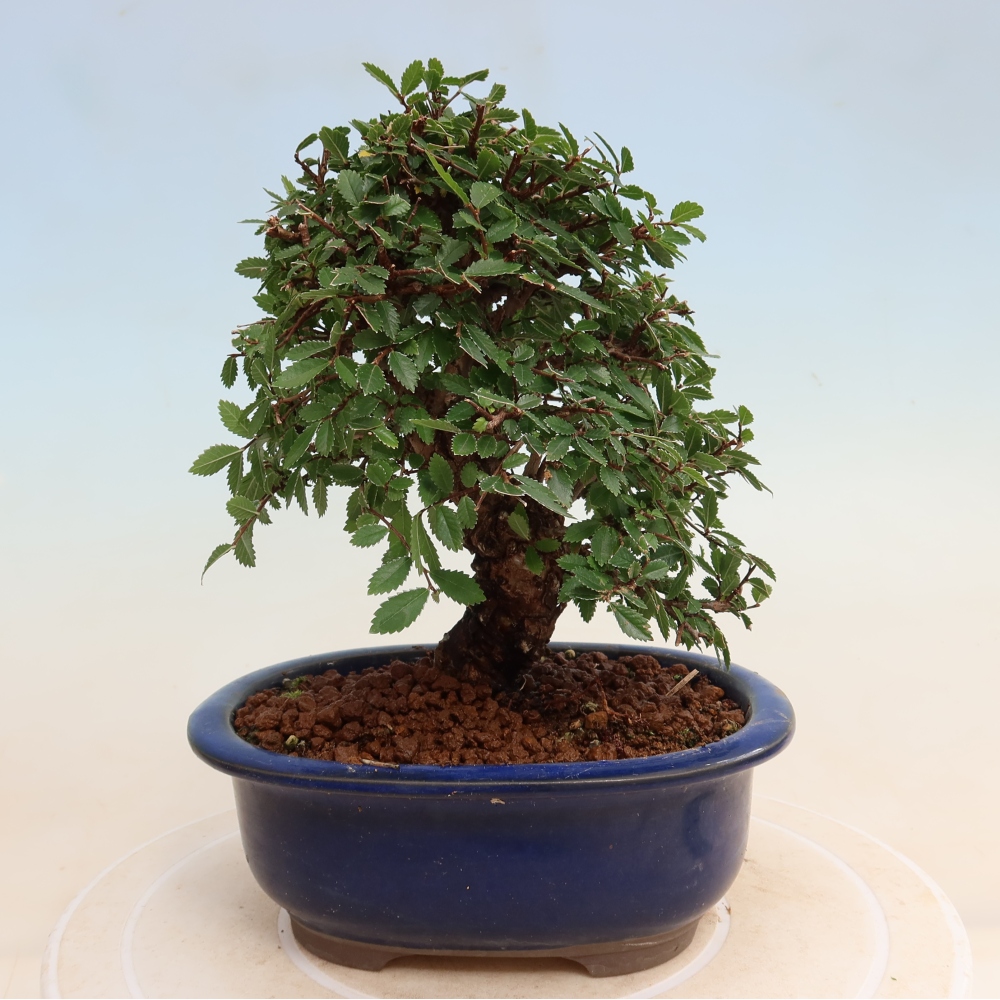 Outdoor bonsai - Zelkova - Zelkova NIRE