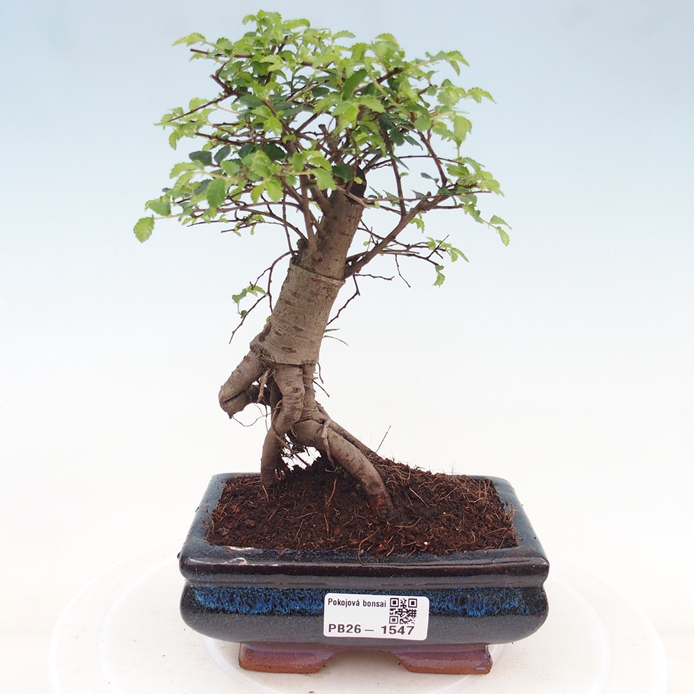 Room bonsai - Ulmus parvifolia - Small-leaved elm