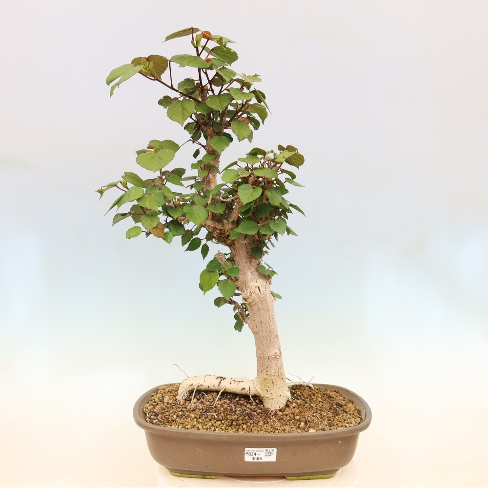 Indoor bonsai - Hibiscus tiliaceus - Sea Hibiscus