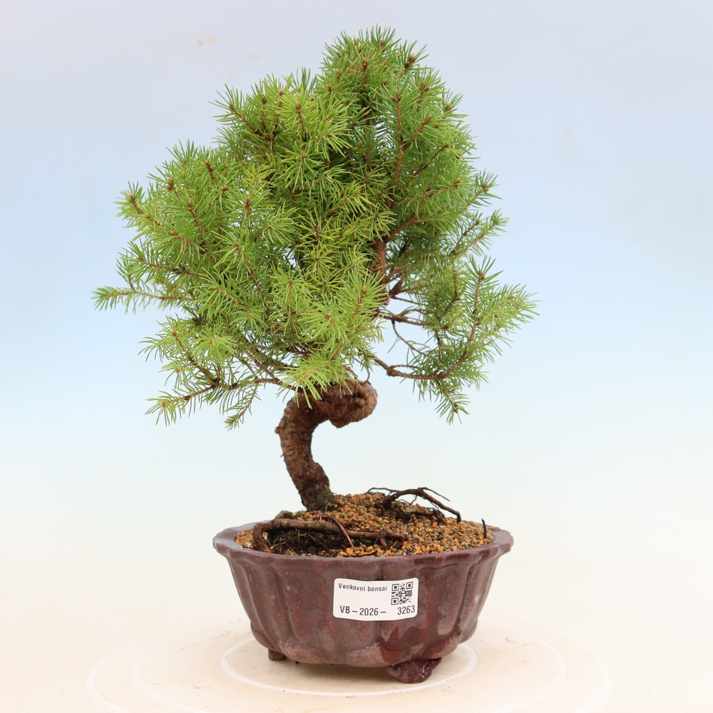 Outdoor bonsai - Spruce - Picea glauca globe