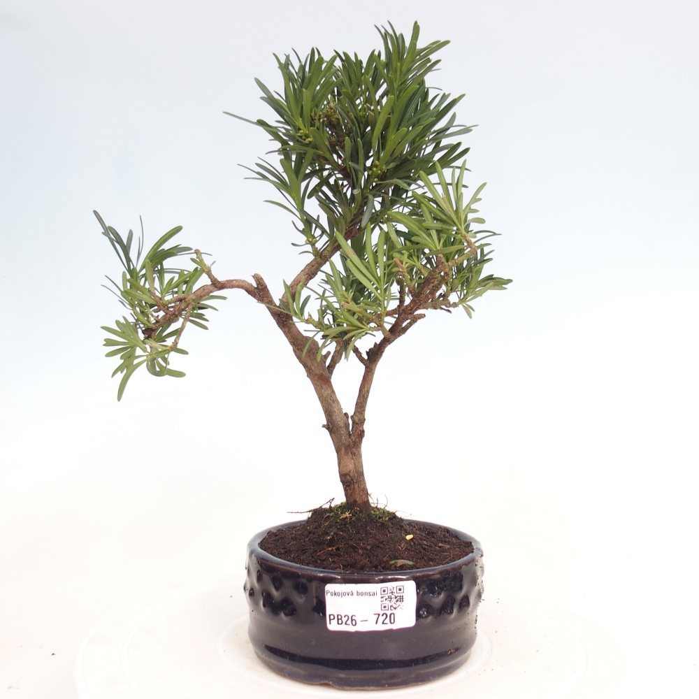 Room bonsai - Podocarpus - Stone Yew