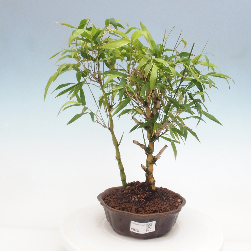 Indoor bonsai - Bamboo Buddha-Bamboo Buddha's belly