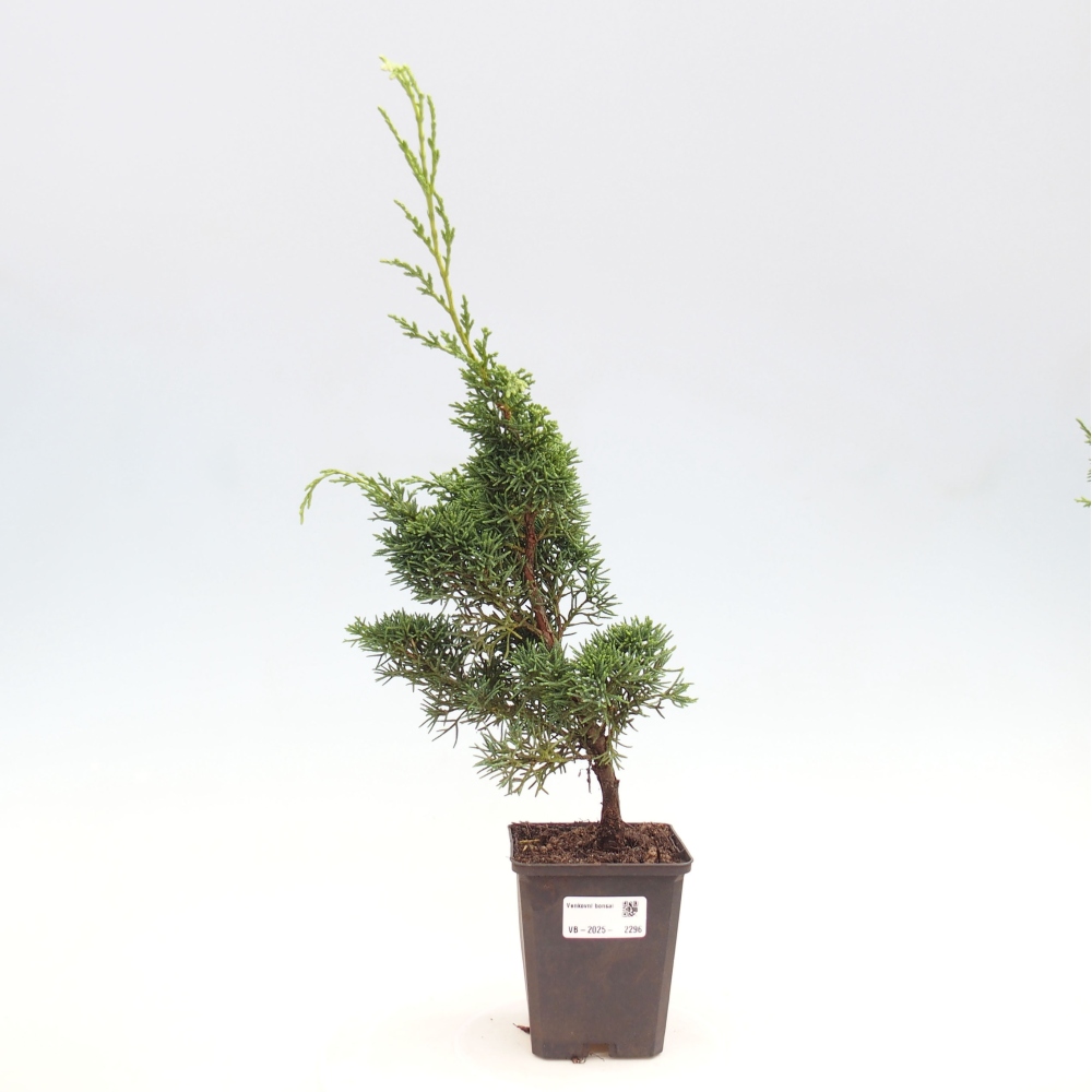 Outdoor bonsai - Juniperus chinensis Kishu - Chinese juniper