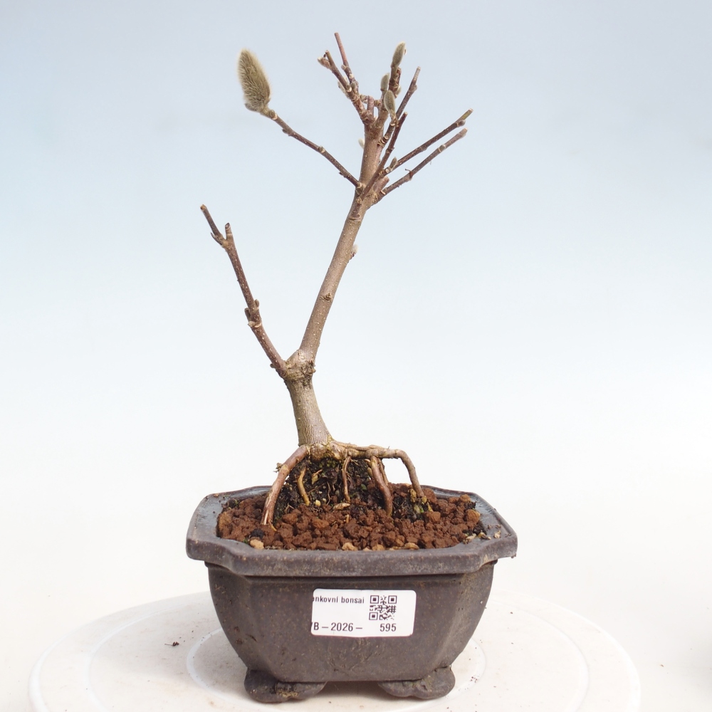 Outdoor bonsai - Magnolia stellata