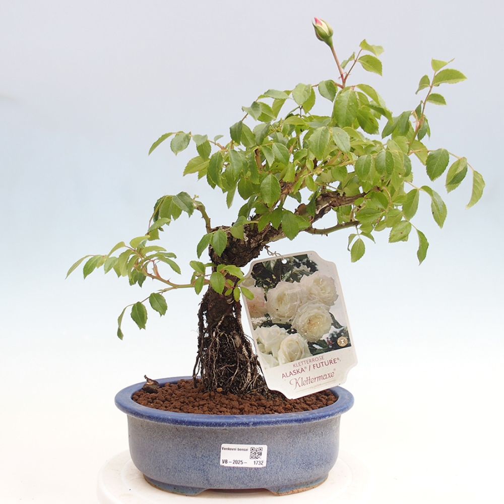Outdoor bonsai - Rosa Kordes -  rose