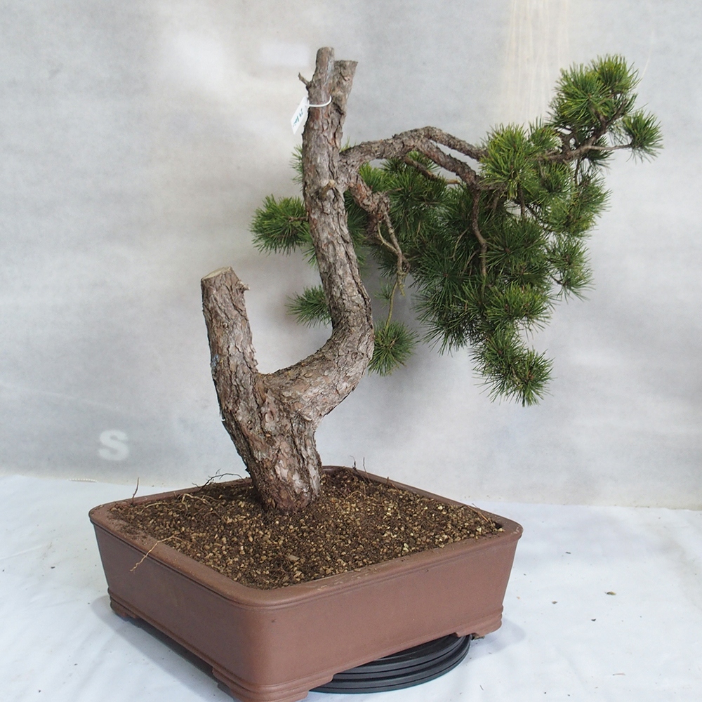 Yamadori - Pinus sylvestris 
