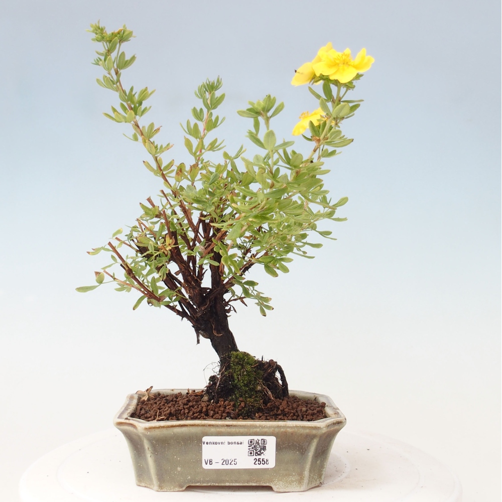 Outdoor bonsai-Cinquefoil - Potentila fruticosa yellow Bird