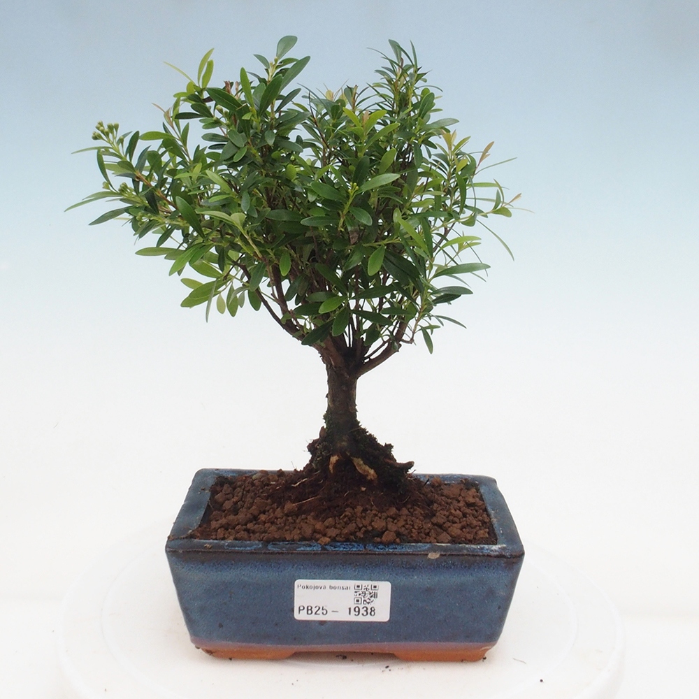 Room bonsai - Syzygium - Pimentovník