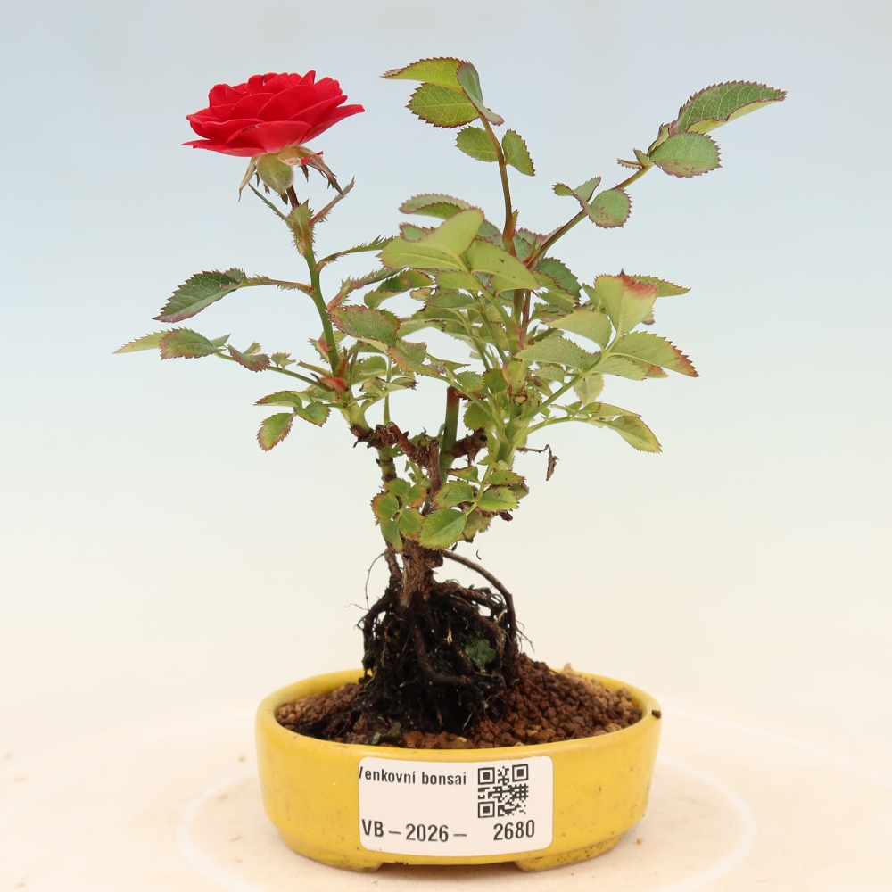 Outdoor Bonsai - Rosa Kordes - Rose