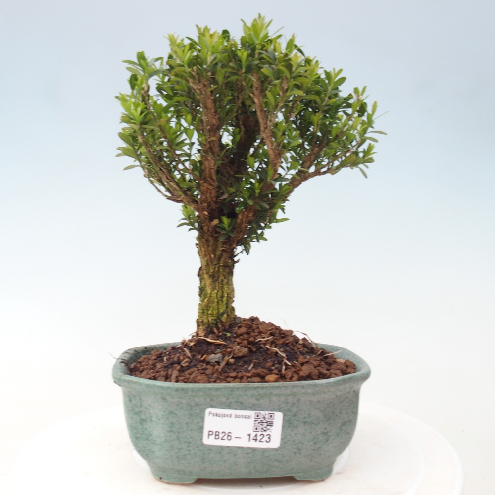 Room bonsai - Buxus harlandii - cork buxus