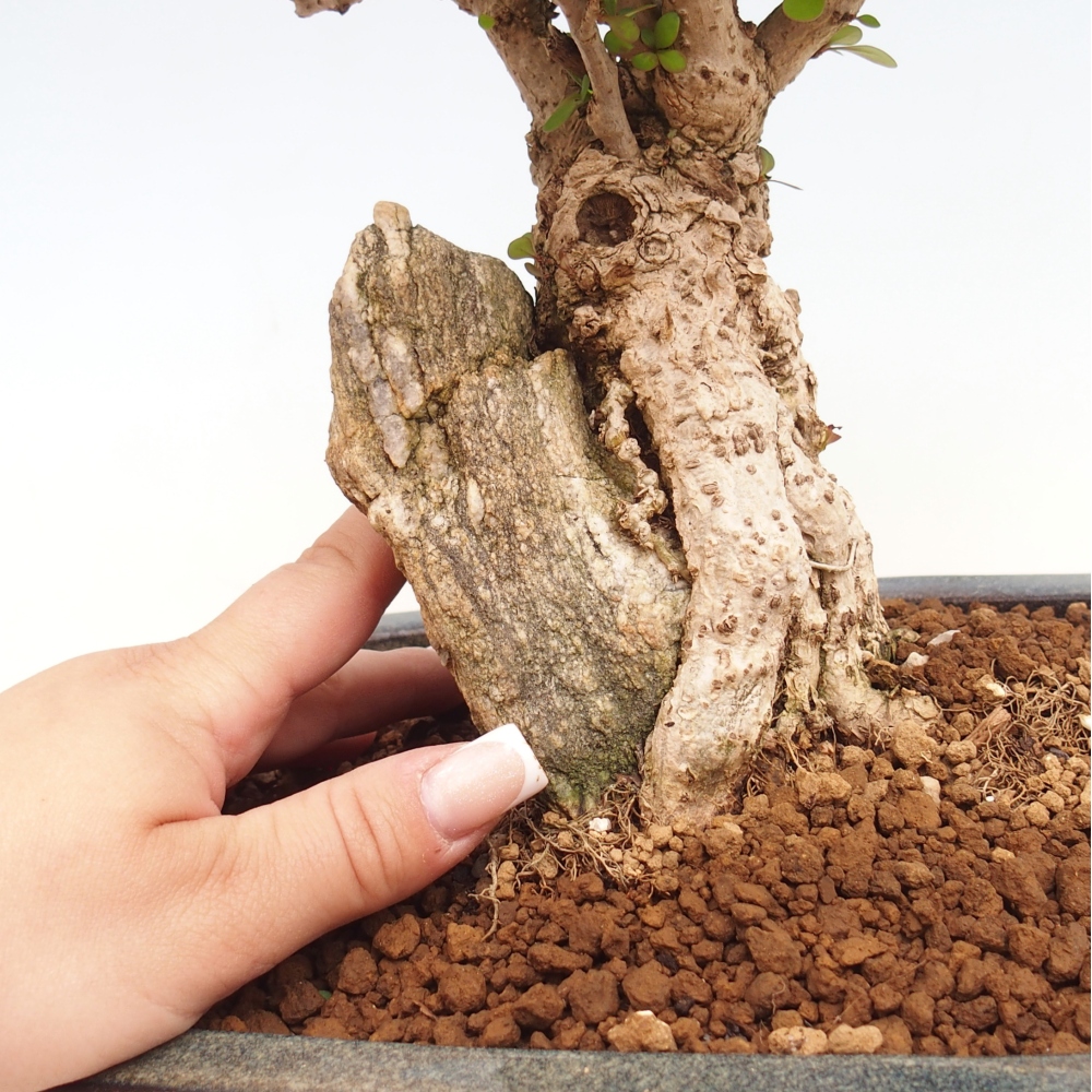 Outdoor bonsai - Berberis coreana