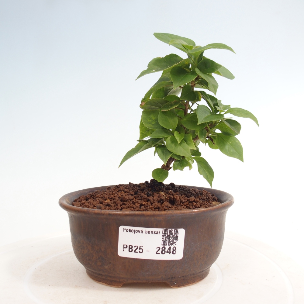 Indoor bonsai - Bouganwilea