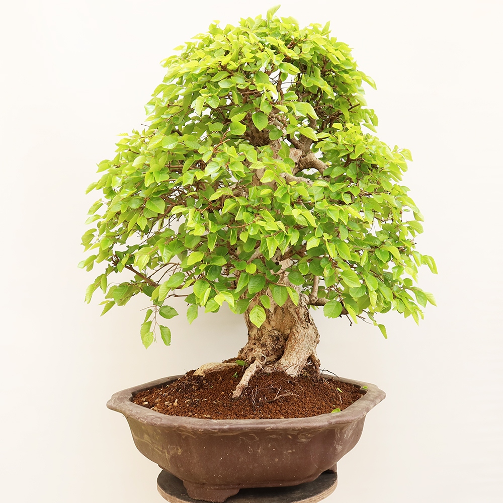 Outdoor bonsai - Carpinus Coreana - Korean hornbeam