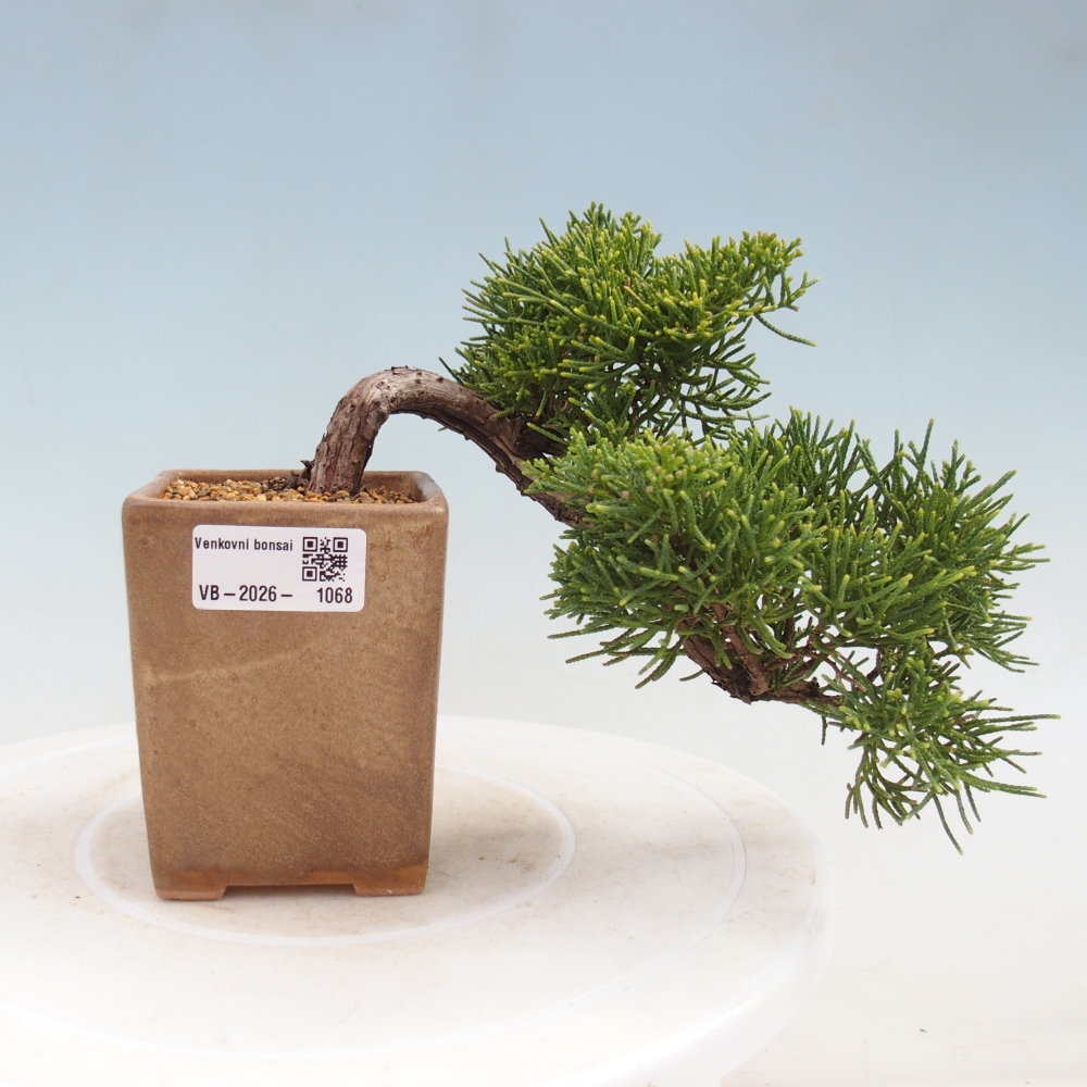 Outdoor bonsai - Juniperus chinensis Kishu