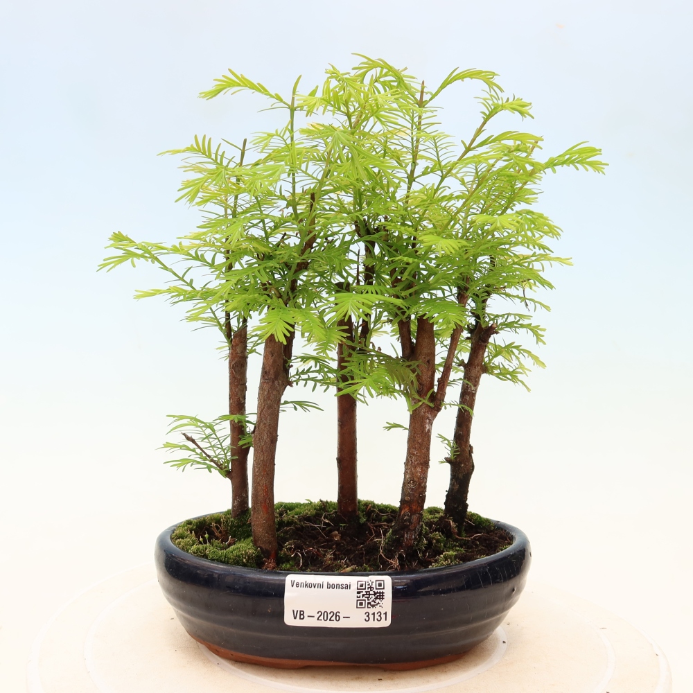 Outdoor Bonsai - Metasequoia glyptostroboides - Chinese Metasequoia - Grove