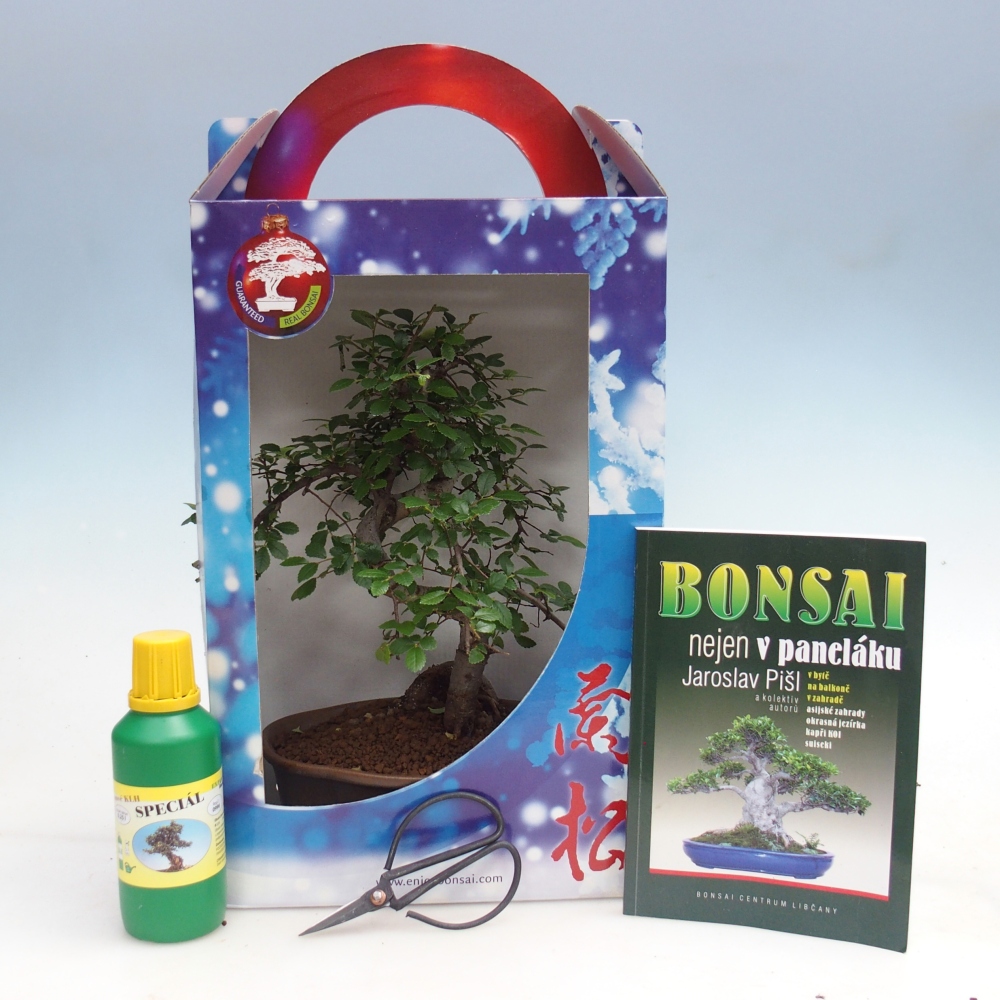 Room bonsai in gift box Carmona microphylla - Tea fuki