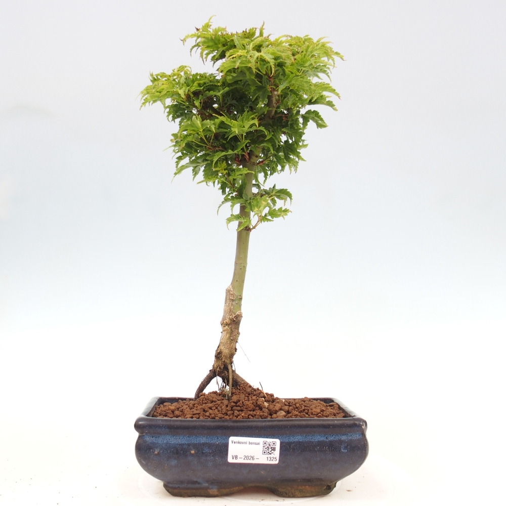 Outdoor bonsai -Javor palm Acer palmatum Shishigashira