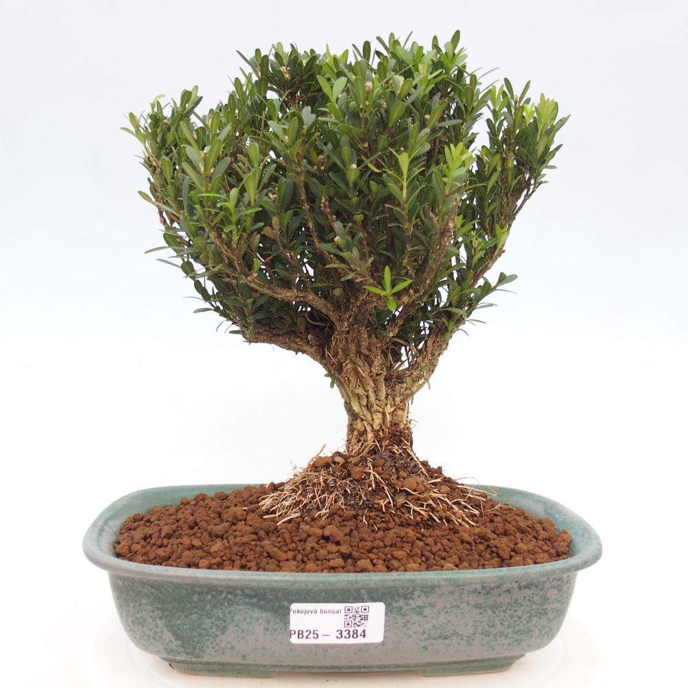 Room bonsai - Buxus harlandii - cork buxus