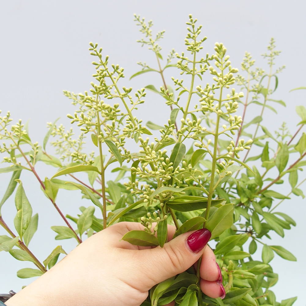Outdoor bonsai - Ligustrum vulgare - Birds Beak