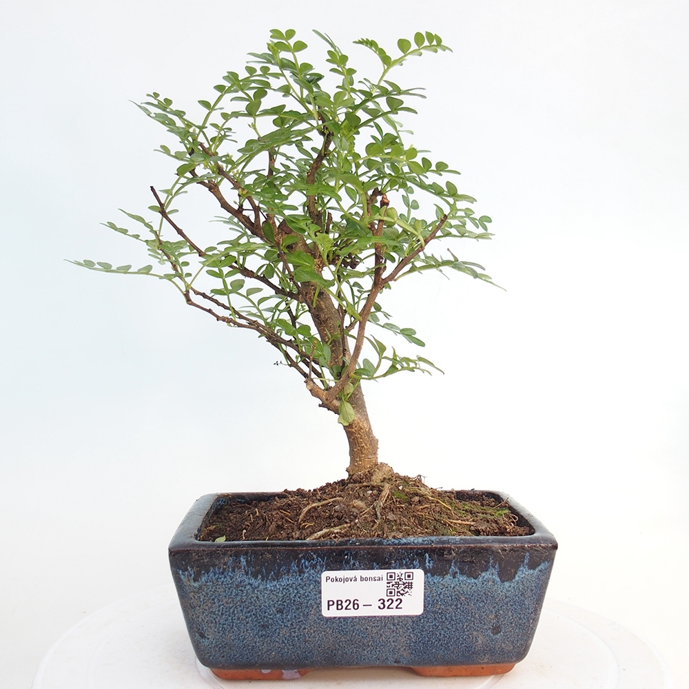 Room bonsai - Zantoxylum piperitum - pepper tree