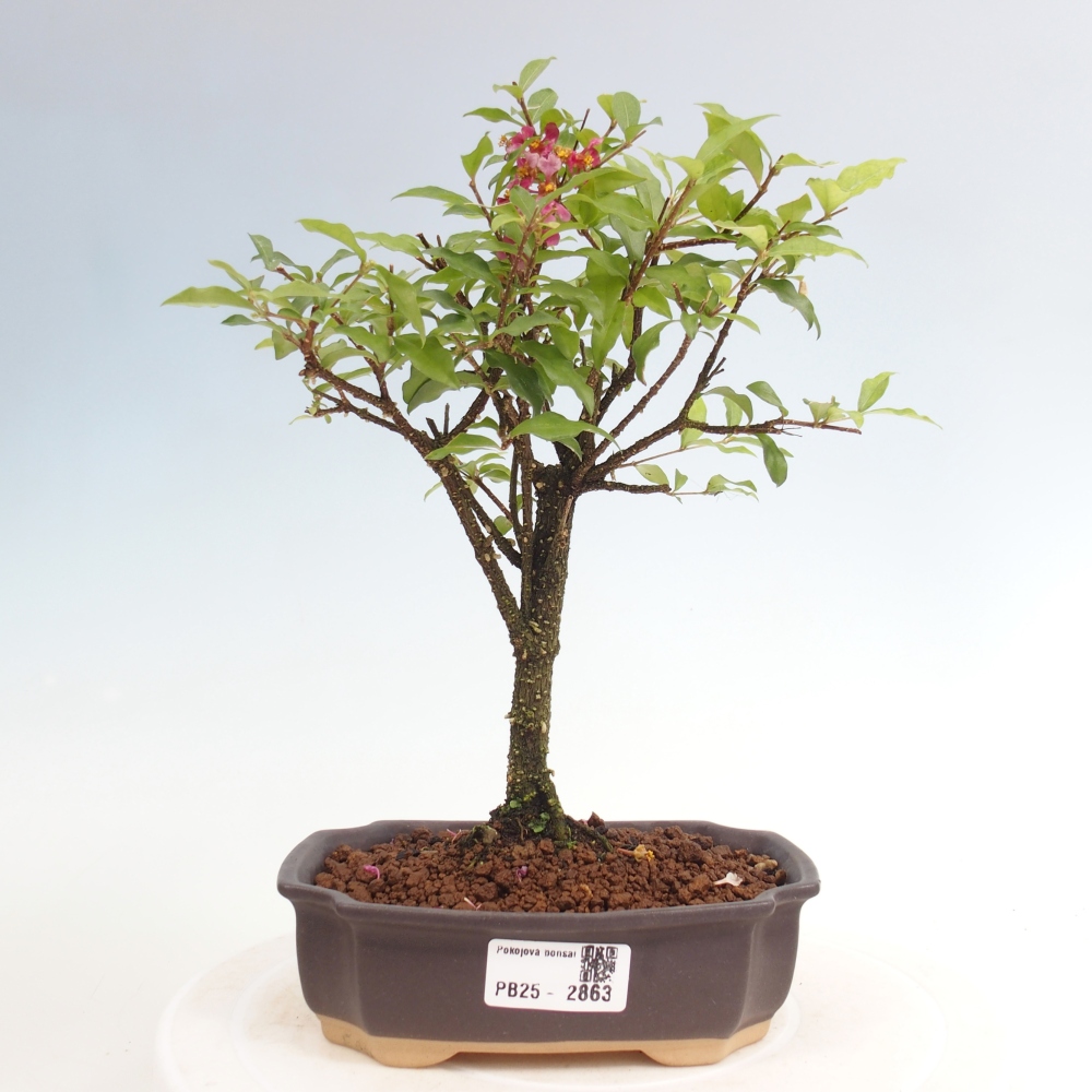 Room bonsai - Malpighia coccigera- Barbdorian cherry