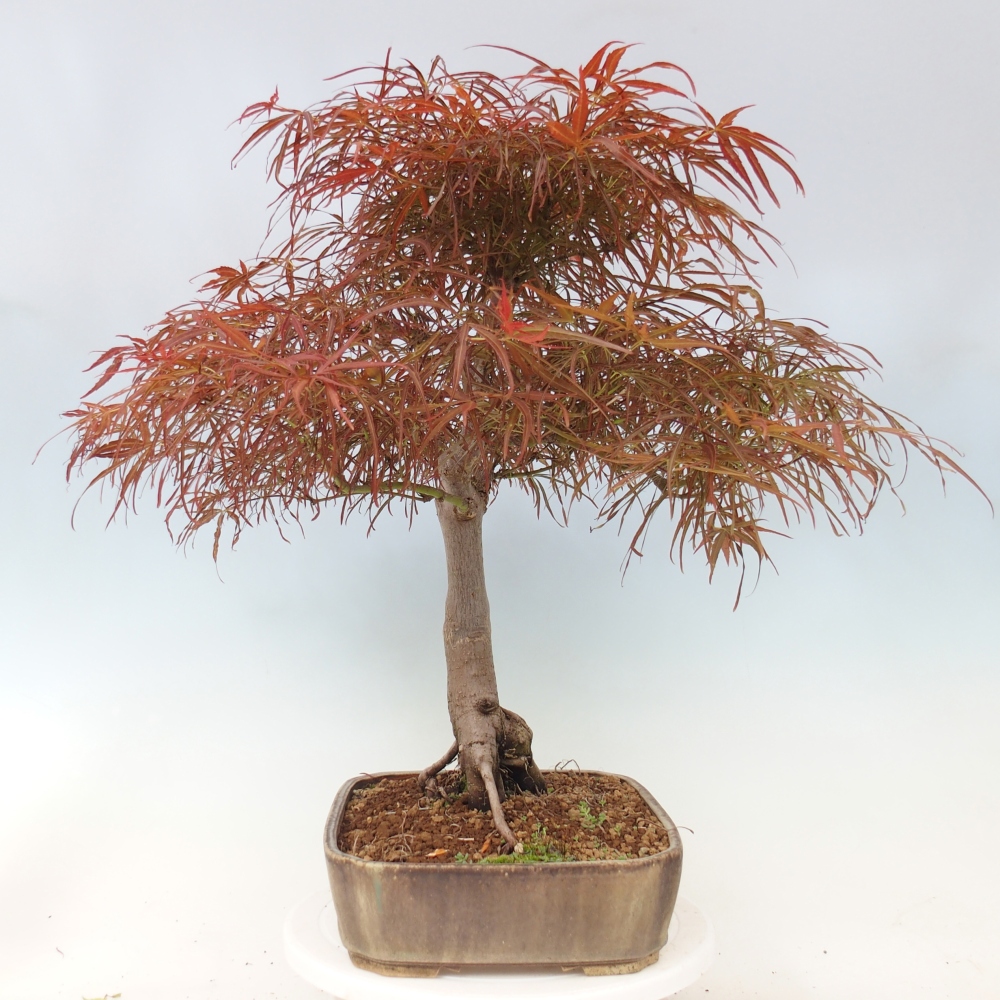Outdoor bonsai - Acer palmatum RED PYGMY
