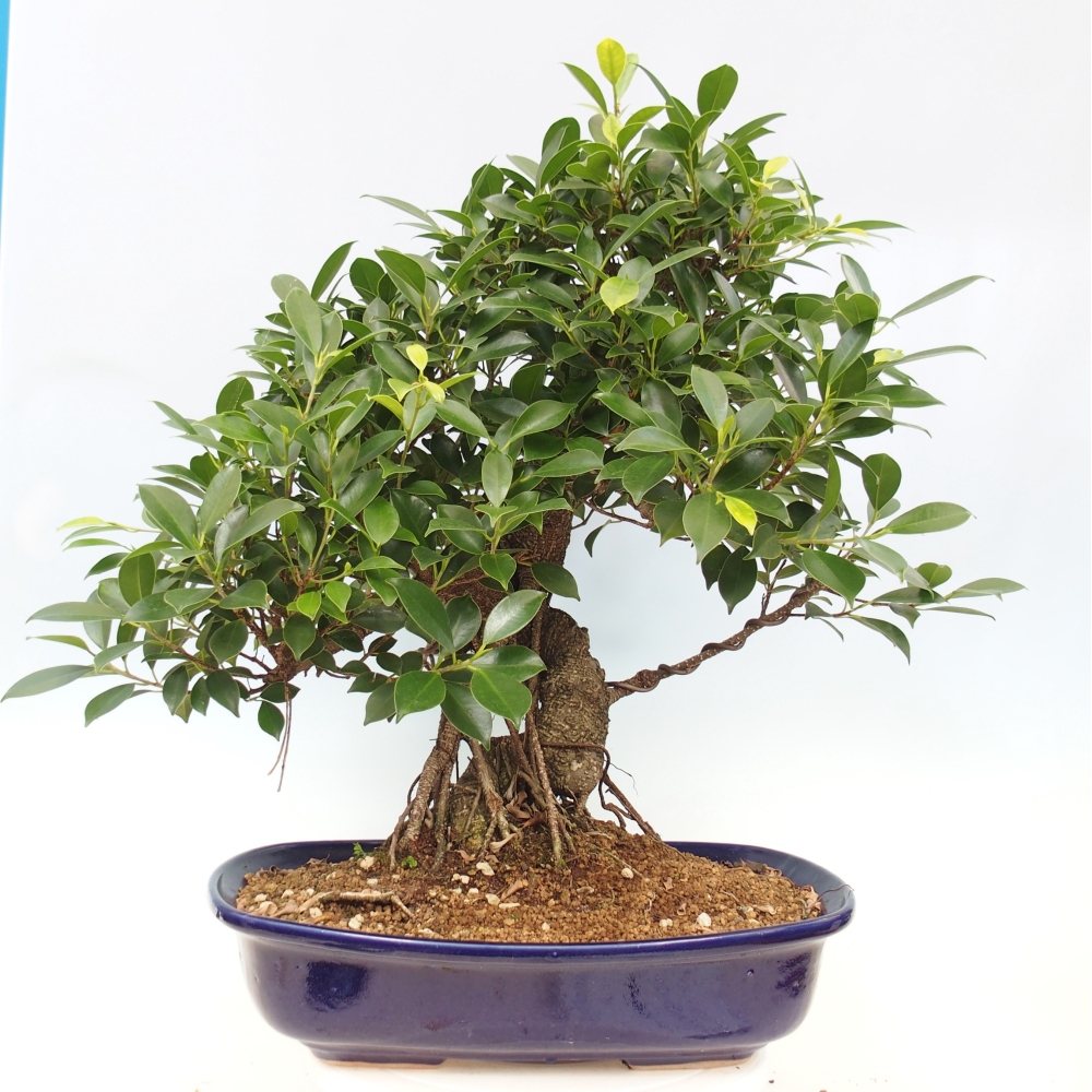 Room bonsai - Ficus kimmen - small-leaved ficus - PERSONAL COLLECTION ONLY or pallet transport