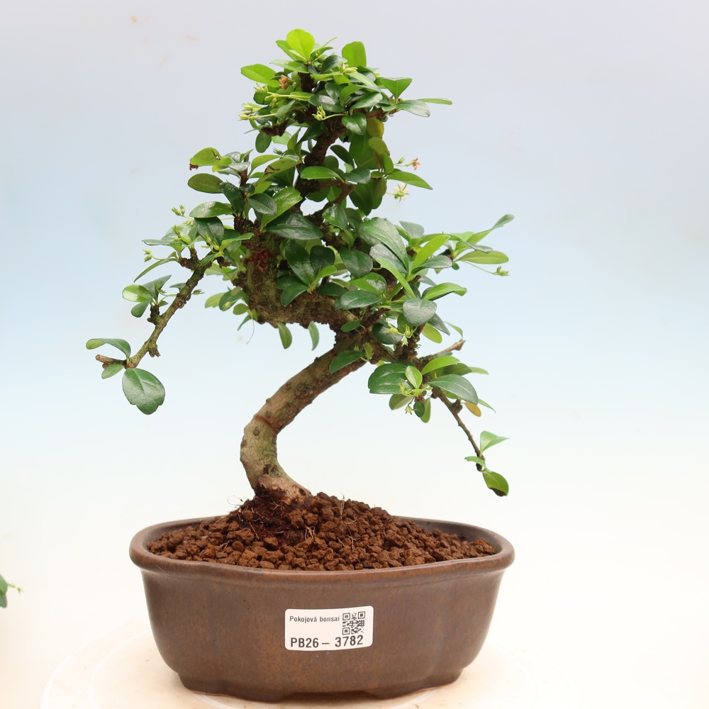 Room bonsai - Carmona macrophylla - Tea fuki