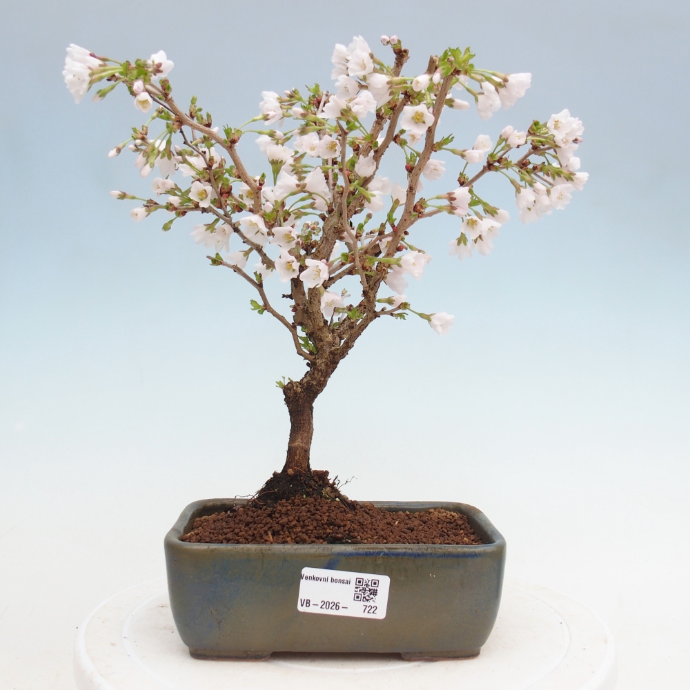 Outdoor bonsai - Prunus incisa Kojou-no mai-Plivon cut out