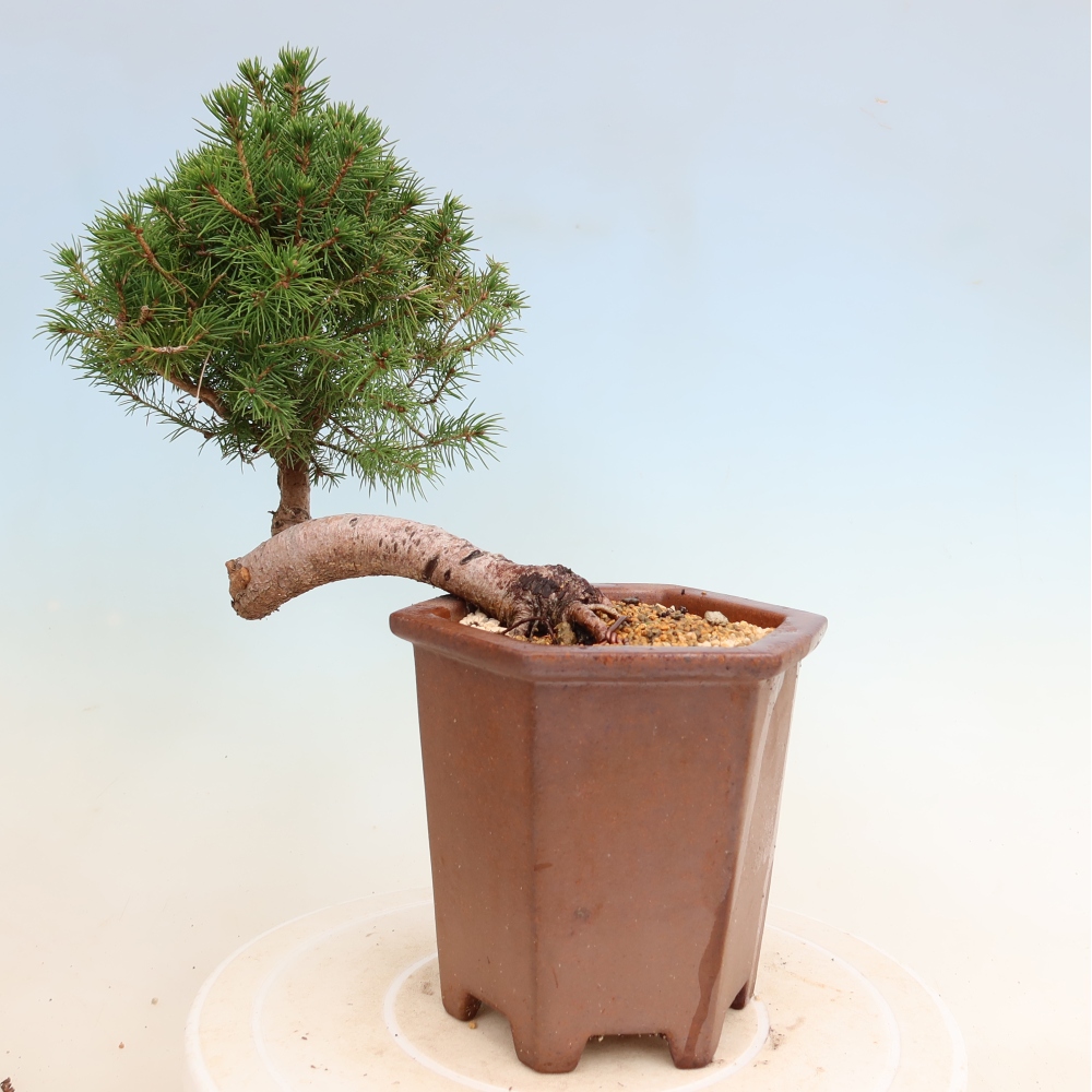 Outdoor bonsai - Spruce - Picea glauca globe