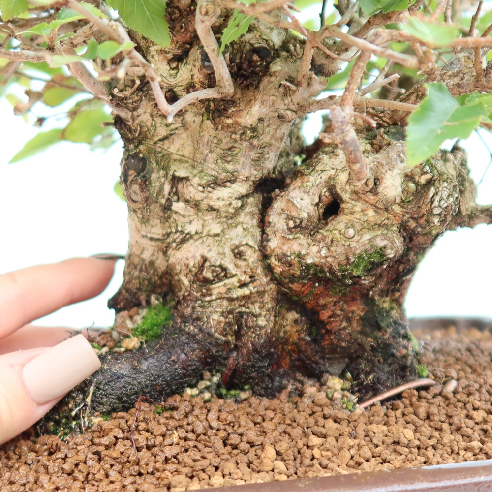 Outdoor bonsai -Carpinus CARPINOIDES - Korean Hornbeam